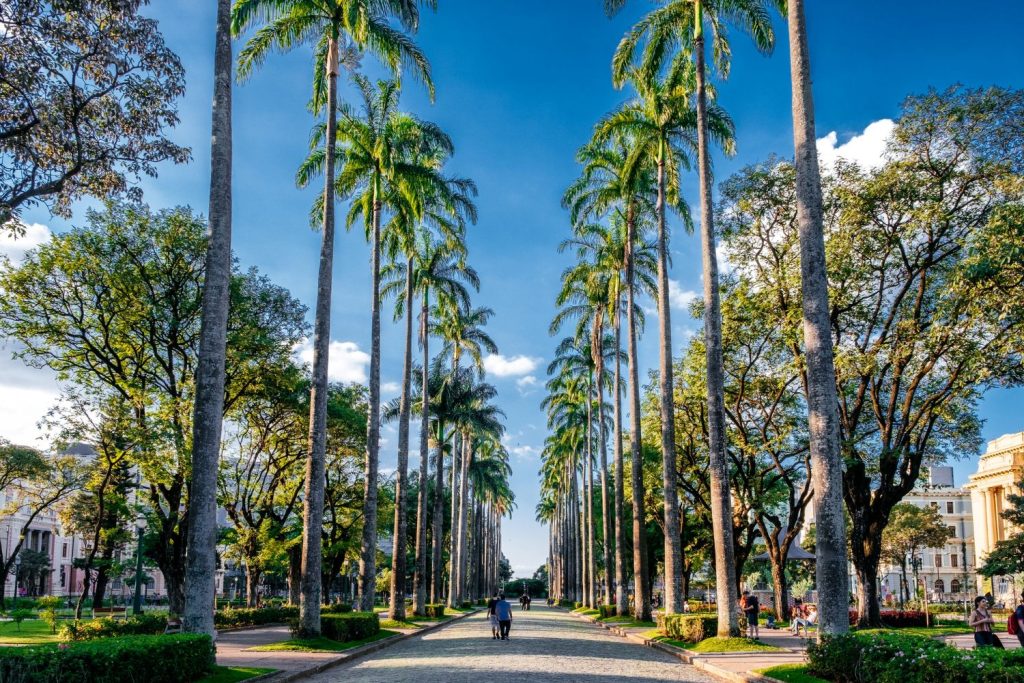 Clinical Mind Psychiatry 5 Palm trees lining a walkway in Boca Raton, Florida